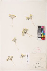 Eriophyllum wallacei image