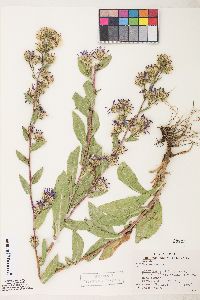 Eurybia integrifolia image