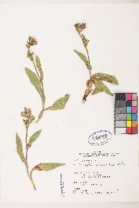 Eurybia integrifolia image