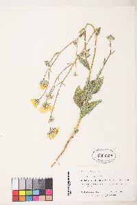 Geraea canescens image