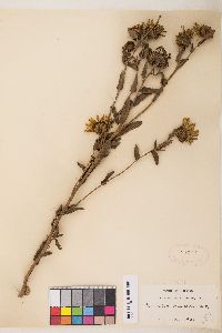 Grindelia hirsutula image