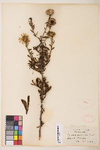 Grindelia hirsutula image