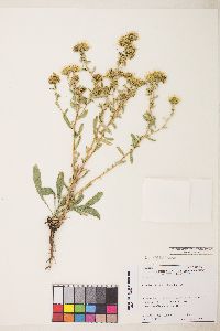 Grindelia squarrosa image