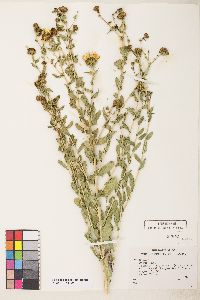 Grindelia squarrosa image