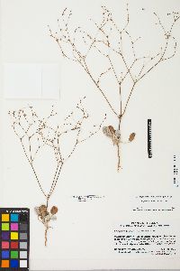 Eriogonum salicornioides image