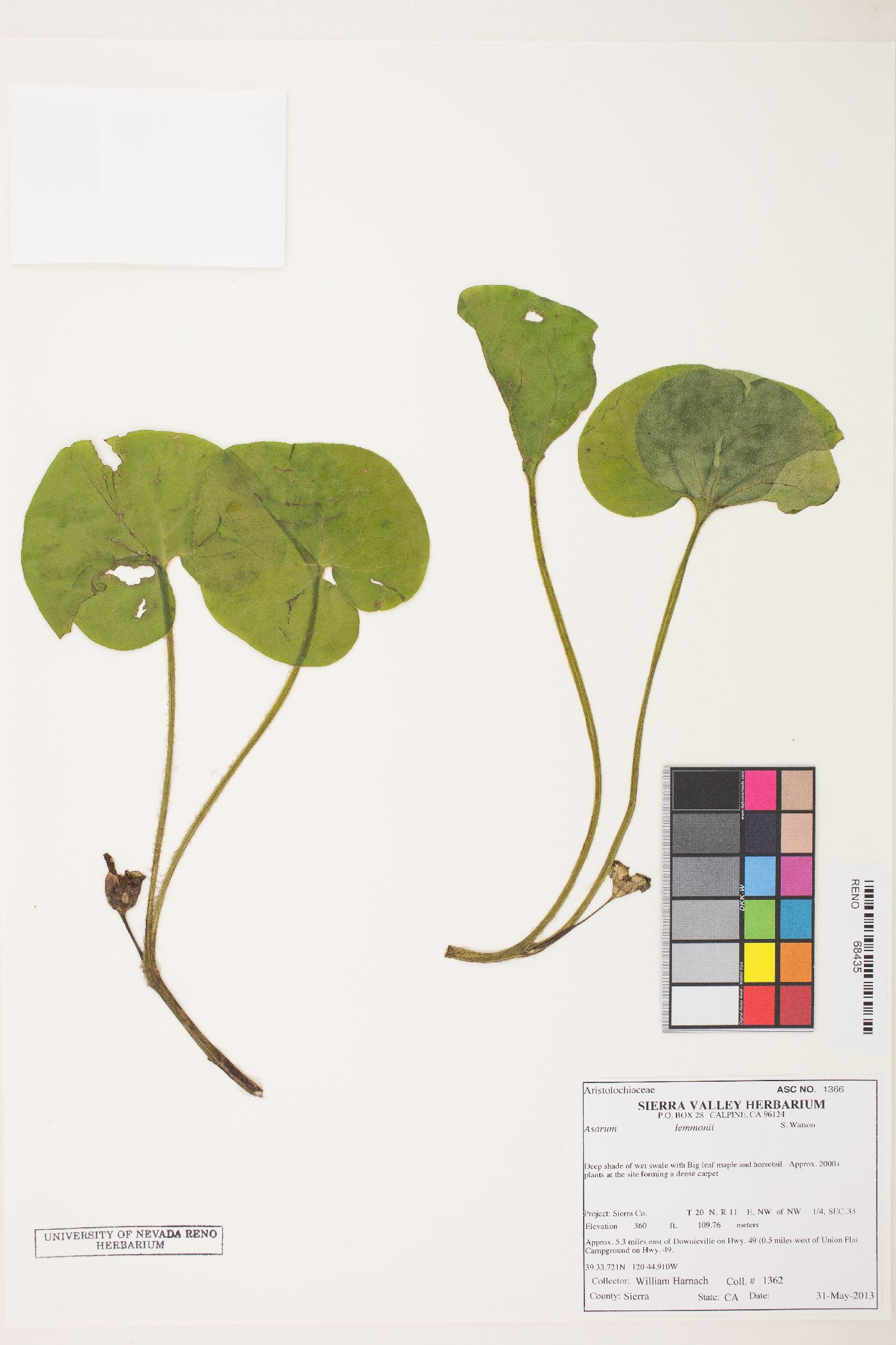 Asarum lemmonii image