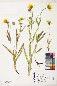 Arnica longifolia image