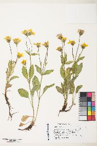 Arnica nevadensis image