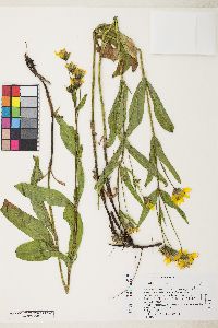 Arnica longifolia image