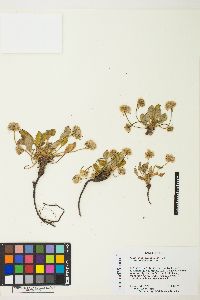 Eriogonum pyrolifolium var. coryphaeum image