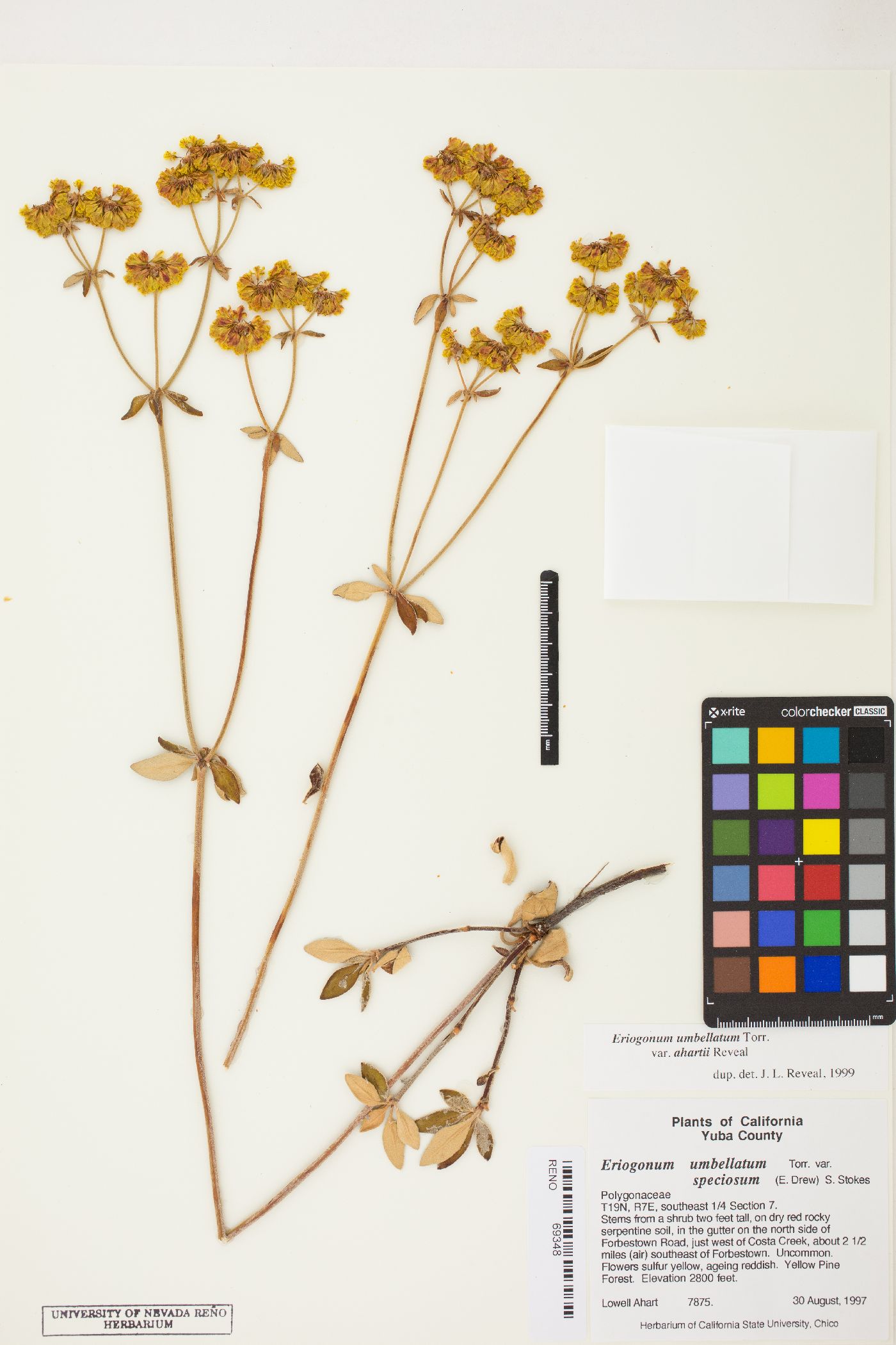 Eriogonum umbellatum var. ahartii image