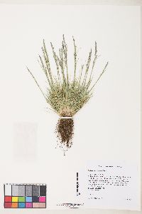 Festuca brachyphylla image