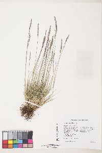 Festuca brachyphylla image