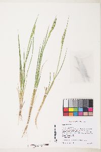 Agrostis exarata image