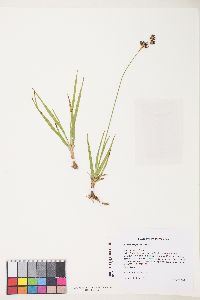 Juncus orthophyllus image