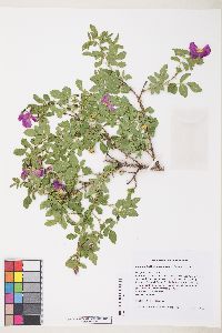 Rosa woodsii image