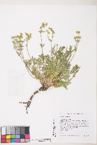 Potentilla pensylvanica image