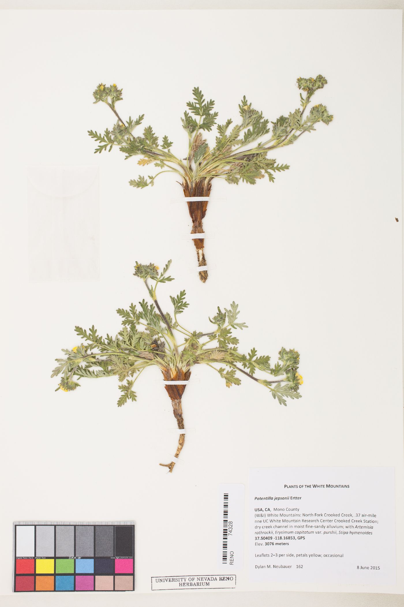 Potentilla jepsonii image