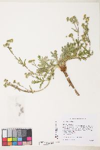 Potentilla jepsonii image