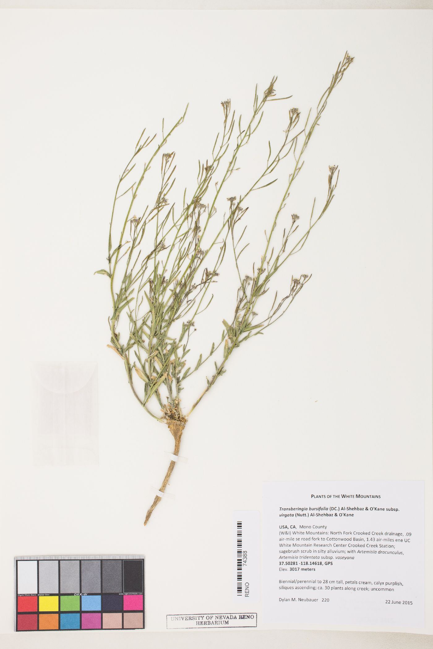 Transberingia bursifolia subsp. virgata image