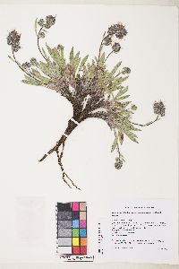 Phacelia hastata image