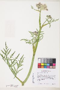 Sphenosciadium capitellatum image