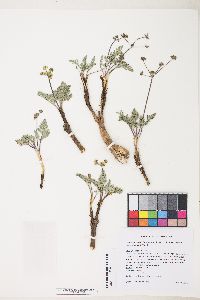 Lomatium foeniculaceum var. fimbriatum image