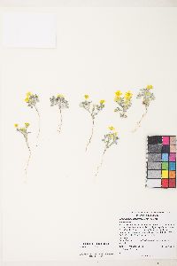 Eriophyllum wallacei image