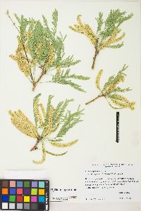 Prosopis glandulosa var. torreyana image