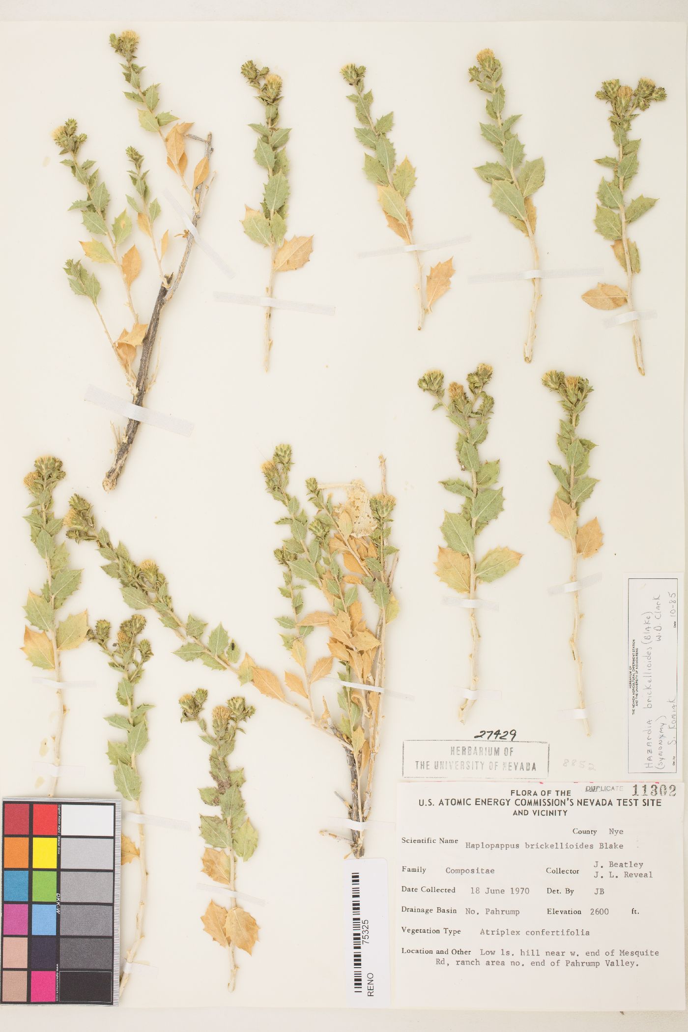 Hazardia brickellioides image