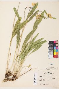 Helianthella californica var. nevadensis image