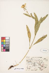 Helianthella uniflora image