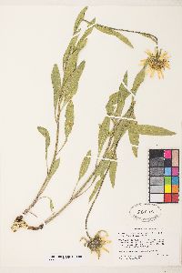 Helianthella uniflora var. uniflora image