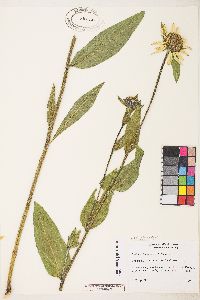 Helianthella uniflora image