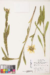 Helianthella uniflora image