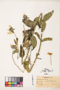 Helianthella uniflora image