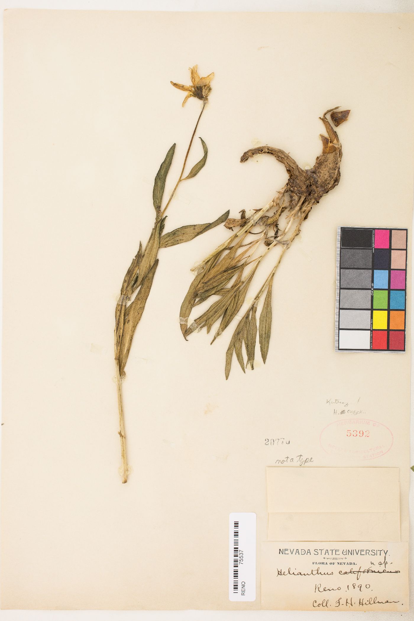 Helianthus cusickii image