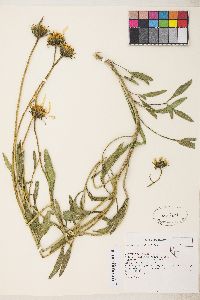 Helianthus cusickii image