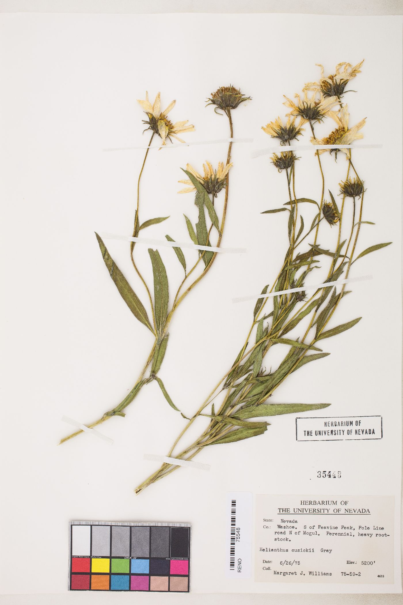 Helianthus cusickii image