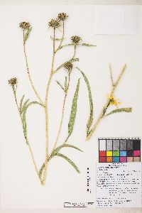 Helianthus nuttallii image