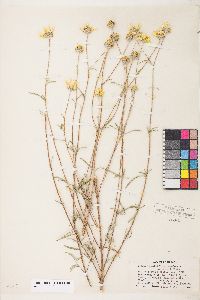 Heliomeris multiflora image