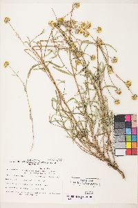 Heliomeris multiflora image