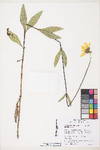 Heliopsis helianthoides var. scabra image