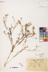 Hemizonia congesta subsp. calyculata image
