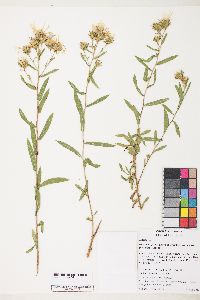 Herrickia glauca var. pulchra image