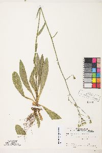 Hieracium albiflorum image