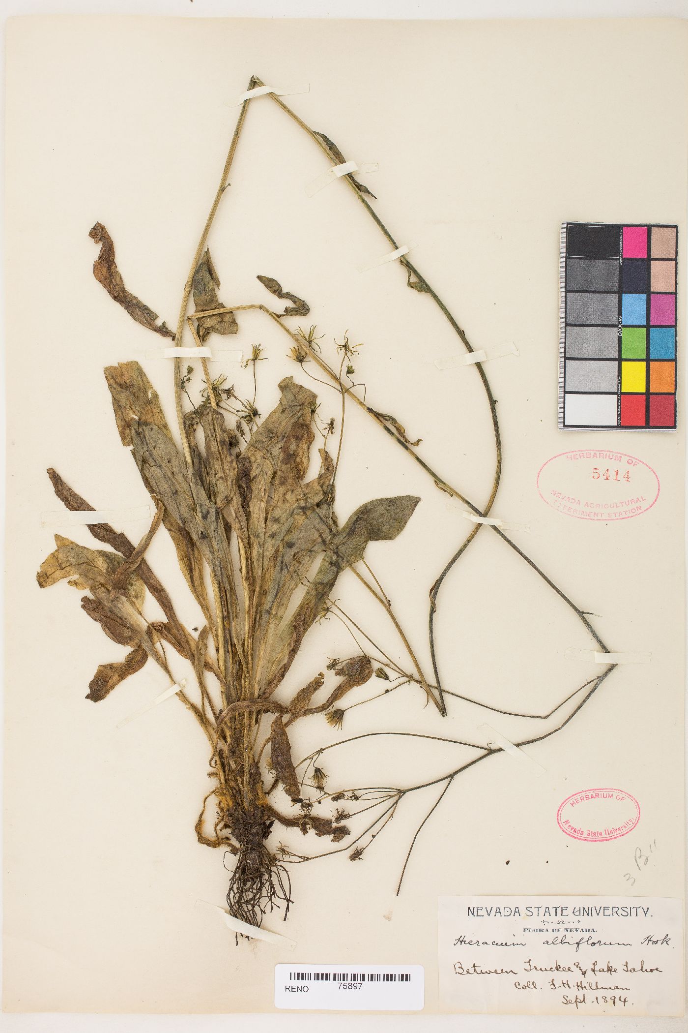 Hieracium albiflorum image