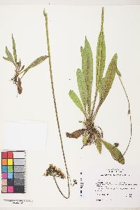 Hieracium caespitosum image