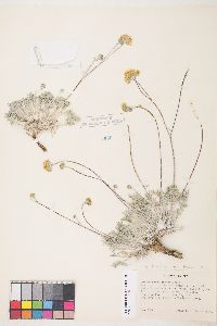 Hymenopappus filifolius var. lugens image