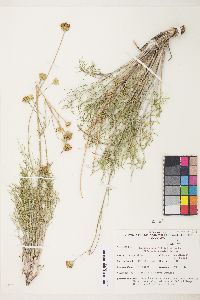 Hymenopappus filifolius var. megacephalus image